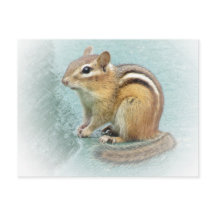 Cutie rayado - Chipmunk