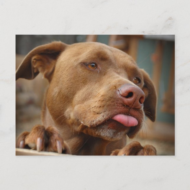Postal Cuto chocolate Lab Pit Mix Dog (Anverso)