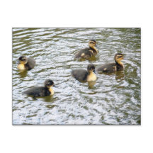 Cuto Ducklings Natación