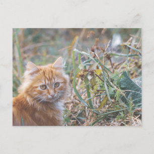 Postal Cuto Funky Ginger Cat Kitten Face