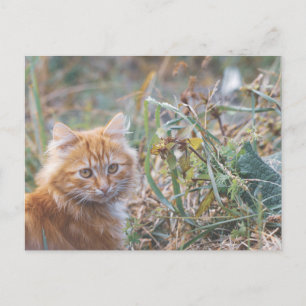 Postal Cuto Funky Ginger Cat Kitten Face
