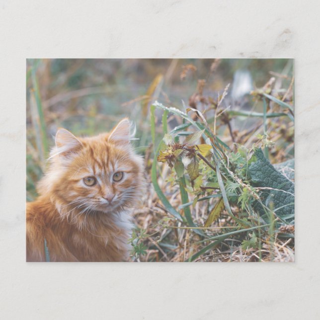Postal Cuto Funky Ginger Cat Kitten Face (Anverso)