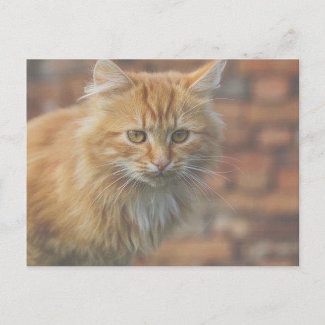 Postal Cuto Funky Ginger Cat Kitten Face (Anverso)