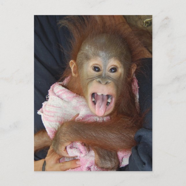 Postal Cuto Orangutan Tongue Monkey Business (Anverso)