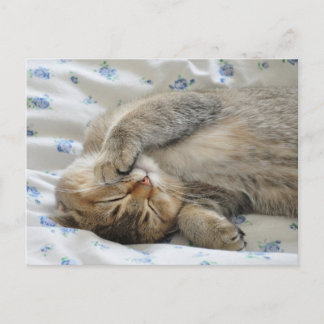 Postal Cuttin durmiendo