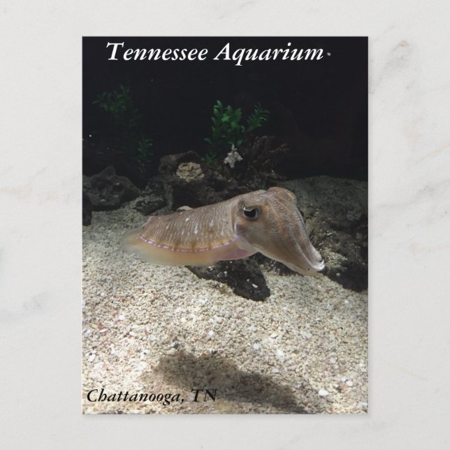 Postal Cuttlefish Aquarium de Tennessee (Anverso)