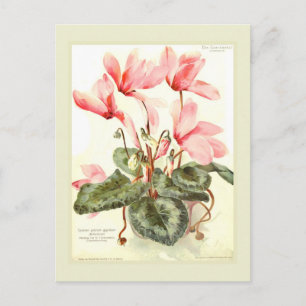 Postal Cyclamen