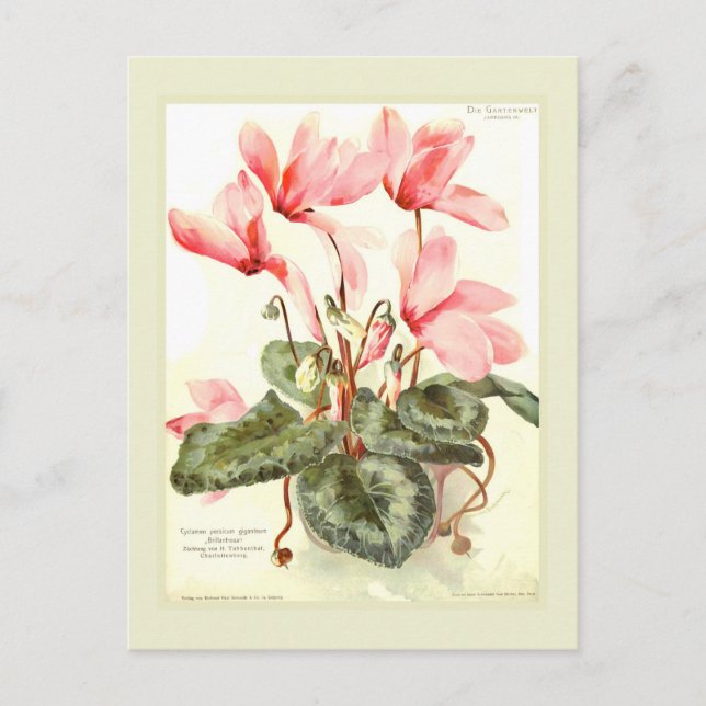 Postal Cyclamen (Anverso)