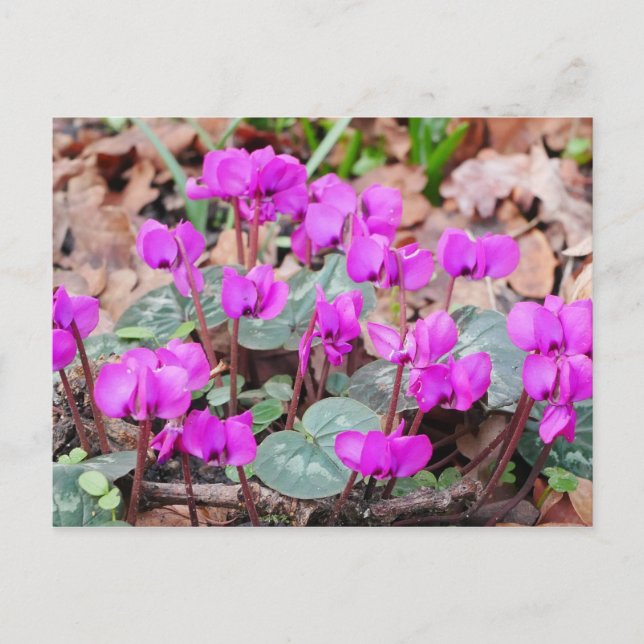Postal Cyclamen Coum (Anverso)