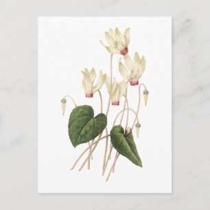 Postal cyclamen (SP del Cyclamen.) por Redouté