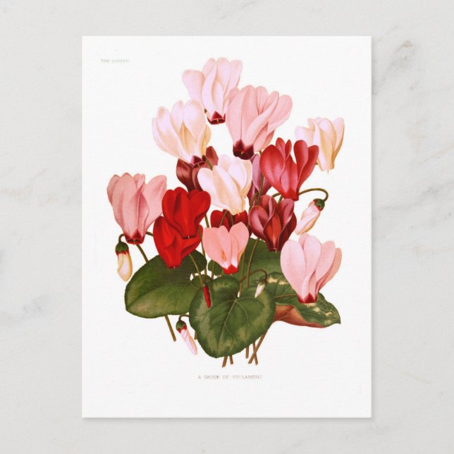 Postal Cyclamens (Anverso)