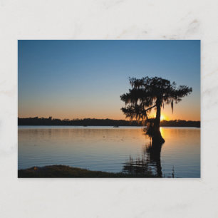 Postal Cypress al atardecer