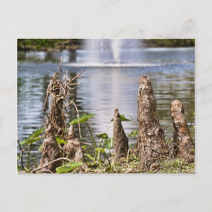 Postal Cypress Knee