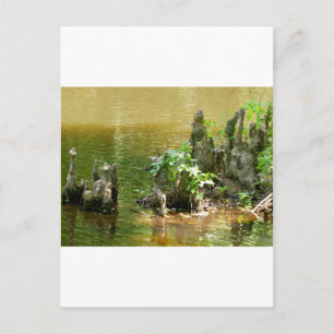 Postal Cypress Knees