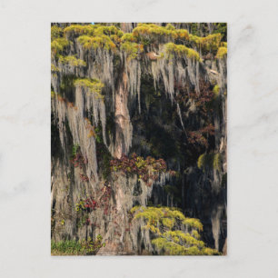 Postal Cypress solitario en un pantano inundado