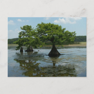 Postal Cypress Trees