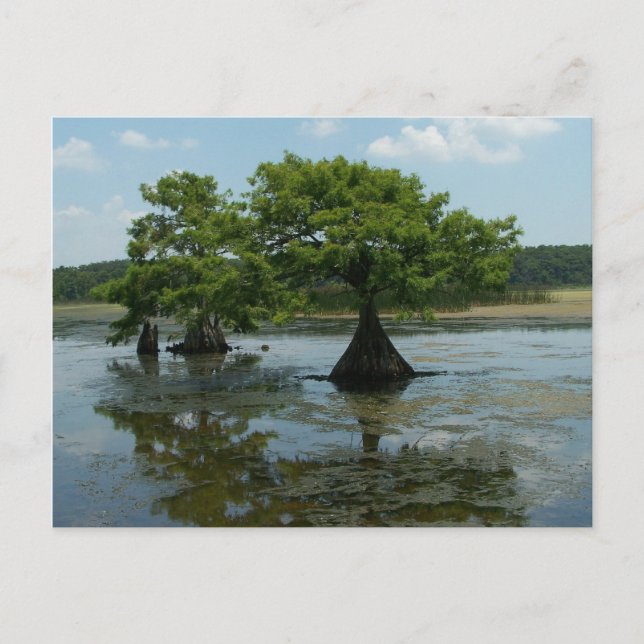 Postal Cypress Trees (Anverso)