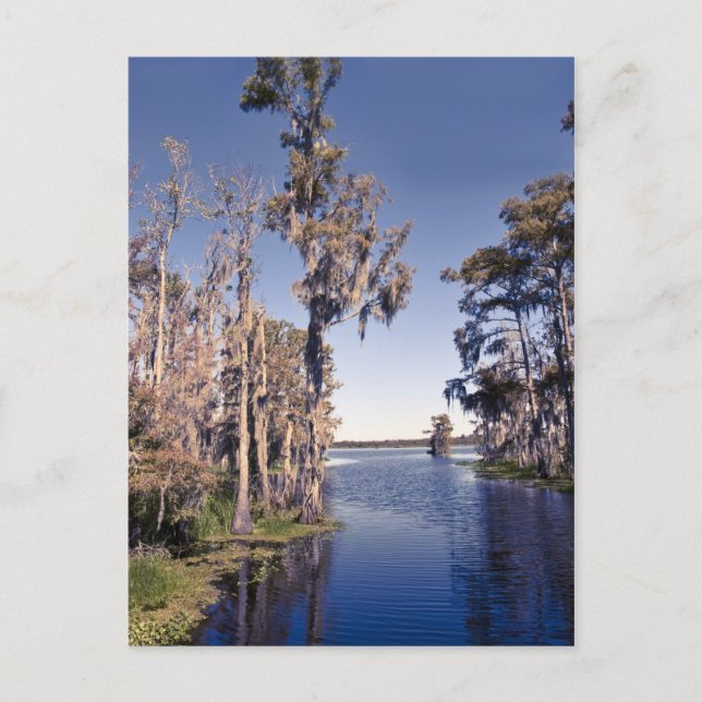 Postal Cypress Trees (Anverso)