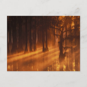 Postal Cypress Trees   Parque estatal George Smith