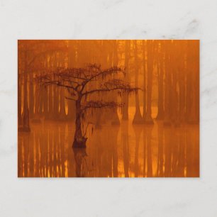 Postal Cypress Trees Parque estatal George Smith