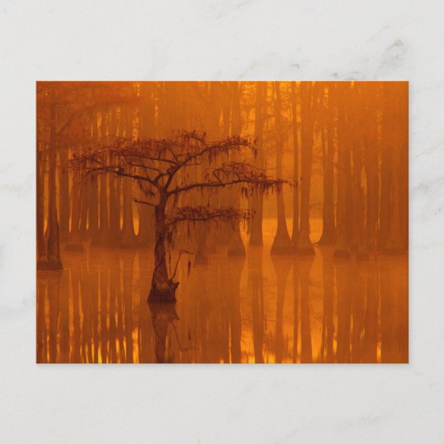 Postal Cypress Trees | Parque estatal George Smith (Anverso)