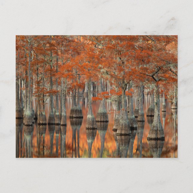 Postal Cypress Trees | Parque estatal George Smith, Georg (Anverso)