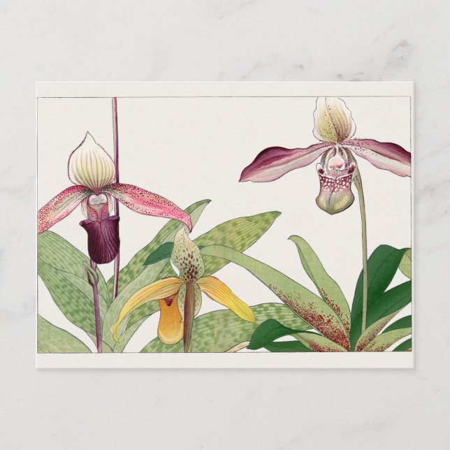 Postal Cypripedium por Tanigami Konan (Anverso)