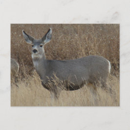 Postal D14 Mule Deer Doe