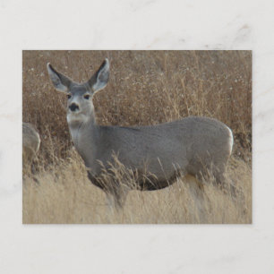 Postal D14 Mule Deer Doe