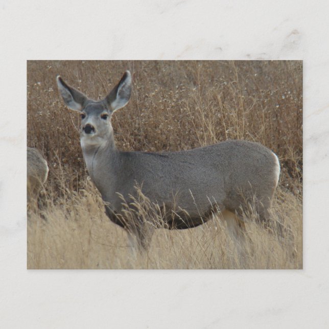 Postal D14 Mule Deer Doe (Anverso)