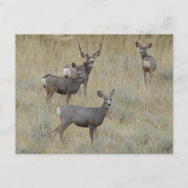 Postal D18 Mule Deer