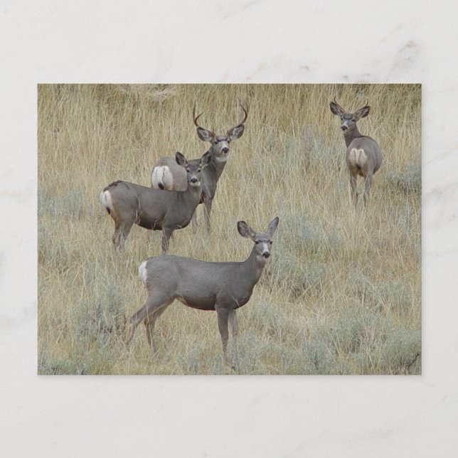 Postal D18 Mule Deer (Anverso)