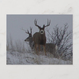 Postal D21b Mule Deer