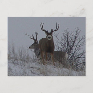 Postal D21b Mule Deer