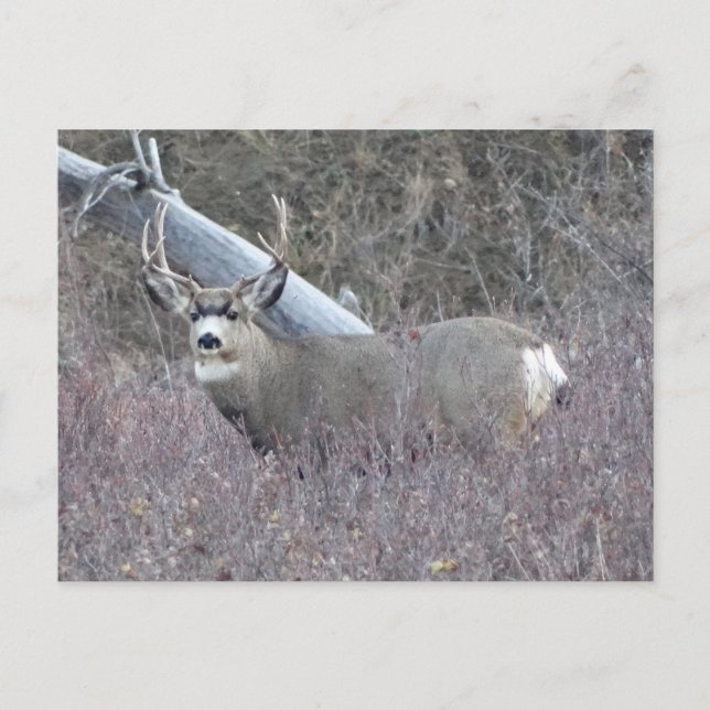 Postal D32 Mule Deer Buck (Anverso)