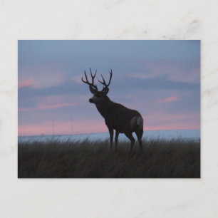 Postal D3 Mule Deer Sunrise Buck