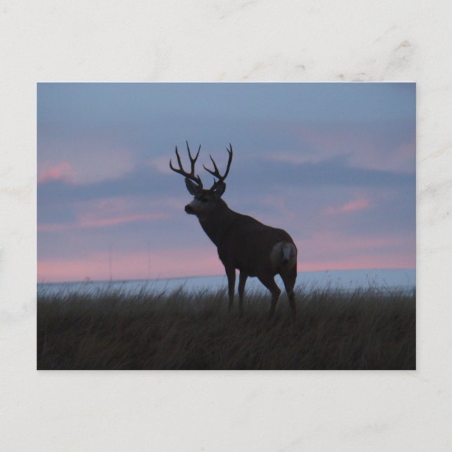 Postal D3 Mule Deer Sunrise Buck (Anverso)