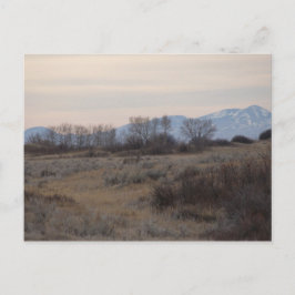 Postal D4 Mule Deer Buck and Sweet Grass Hills