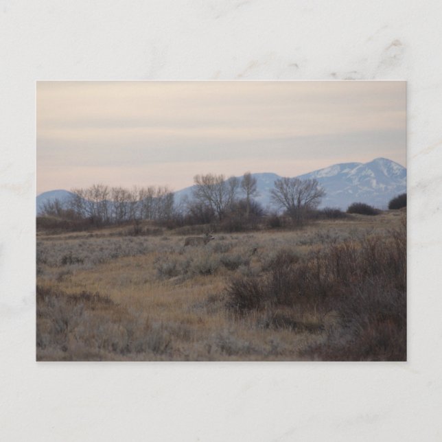 Postal D4 Mule Deer Buck and Sweet Grass Hills (Anverso)