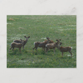 Postal D7 Mule Deer Bucks en primavera
