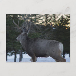 Postal D8 Mule Deer Buck
