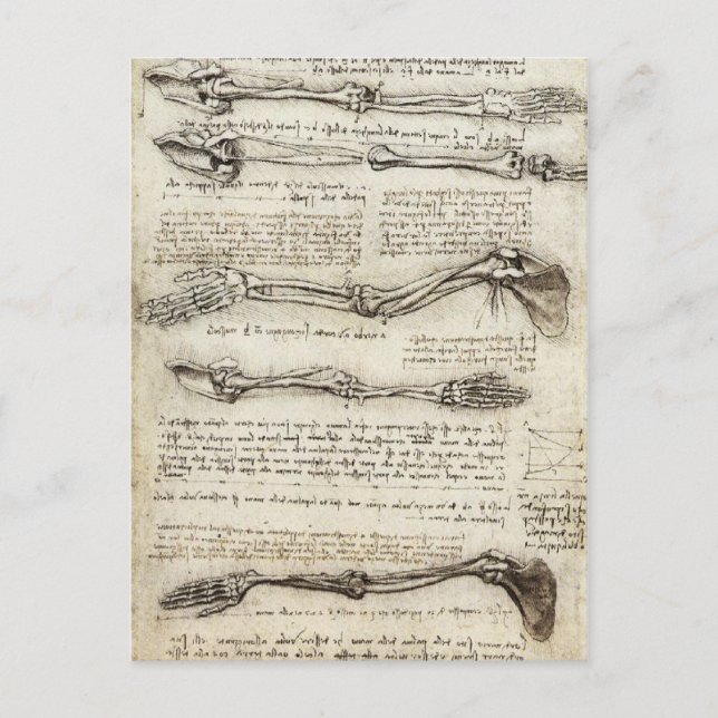 Postal Da Vinci, Leonardo - Estudio de la anatomía (Anverso)