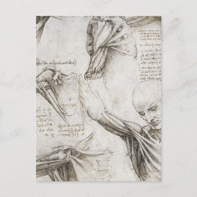 Postal Da Vinci, Leonardo - Estudio de la anatomía (Anverso)