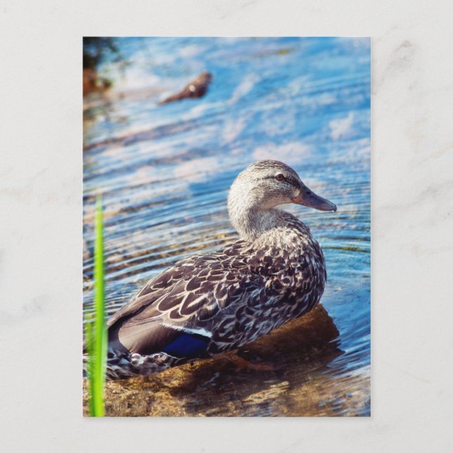 Postal Dabbling Ripples (Anverso)