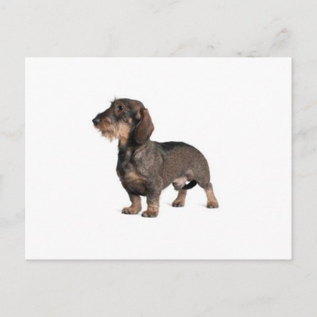 Postal Dachshund (Anverso)