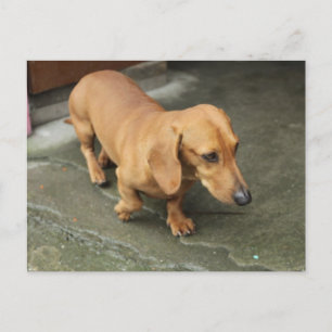 Postal Dachshund