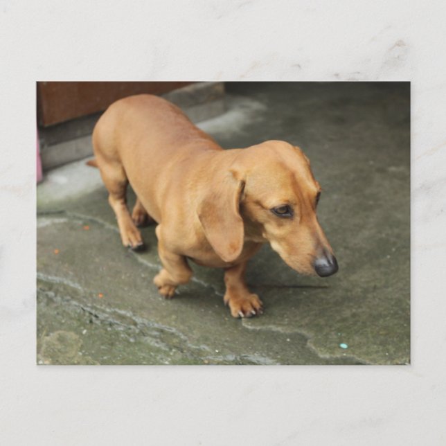 Postal Dachshund (Anverso)