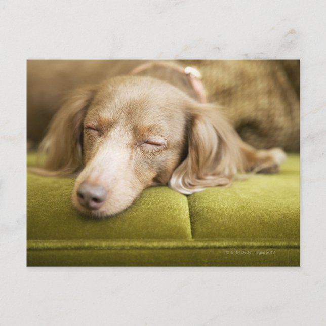 Postal Dachshund (Anverso)