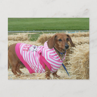 Postal Dachshund