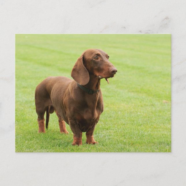 Postal Dachshund (Anverso)
